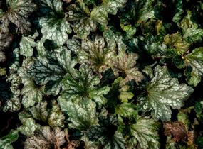 Dlužicha 'Beauty Leaves Liz' - Heuchera hybrida 'Beauty Leaves Liz'