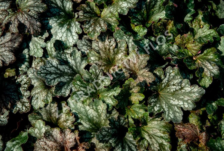 Dlužicha 'Beauty Leaves Liz' - Heuchera hybrida 'Beauty Leaves Liz'