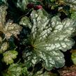 Dlužicha 'Beauty Leaves Liz' - Heuchera hybrida 'Beauty Leaves Liz'