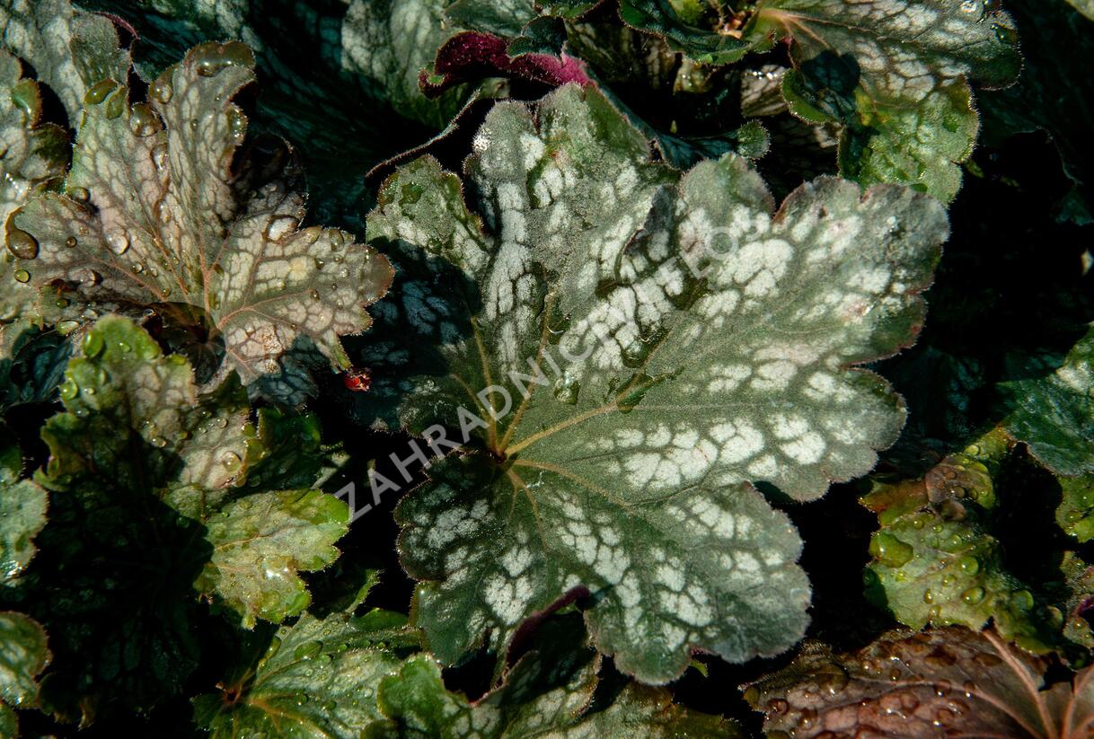 Dlužicha 'Beauty Leaves Liz' - Heuchera hybrida 'Beauty Leaves Liz'
