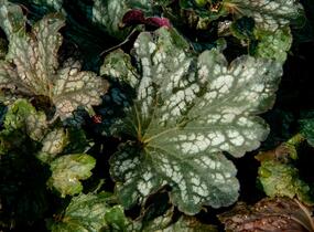 Dlužicha 'Beauty Leaves Liz' - Heuchera hybrida 'Beauty Leaves Liz'