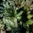 Dlužicha 'Beauty Leaves Liz' - Heuchera hybrida 'Beauty Leaves Liz'