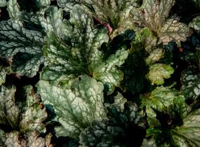 Dlužicha 'Beauty Leaves Liz' - Heuchera hybrida 'Beauty Leaves Liz'