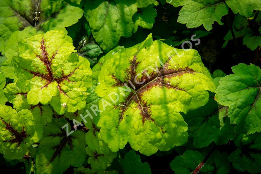 Dlužicha 'Beauty Leaves Eve' - Heuchera hybrida 'Beauty Leaves Eve'