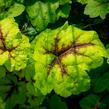 Dlužicha 'Beauty Leaves Eve' - Heuchera hybrida 'Beauty Leaves Eve'