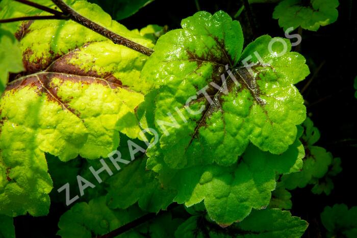 Dlužicha 'Beauty Leaves Eve' - Heuchera hybrida 'Beauty Leaves Eve'