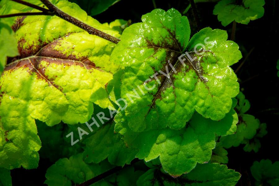 Dlužicha 'Beauty Leaves Eve' - Heuchera hybrida 'Beauty Leaves Eve'