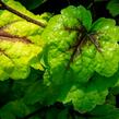 Dlužicha 'Beauty Leaves Eve' - Heuchera hybrida 'Beauty Leaves Eve'