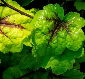Dlužicha 'Beauty Leaves Eve' - Heuchera hybrida 'Beauty Leaves Eve'