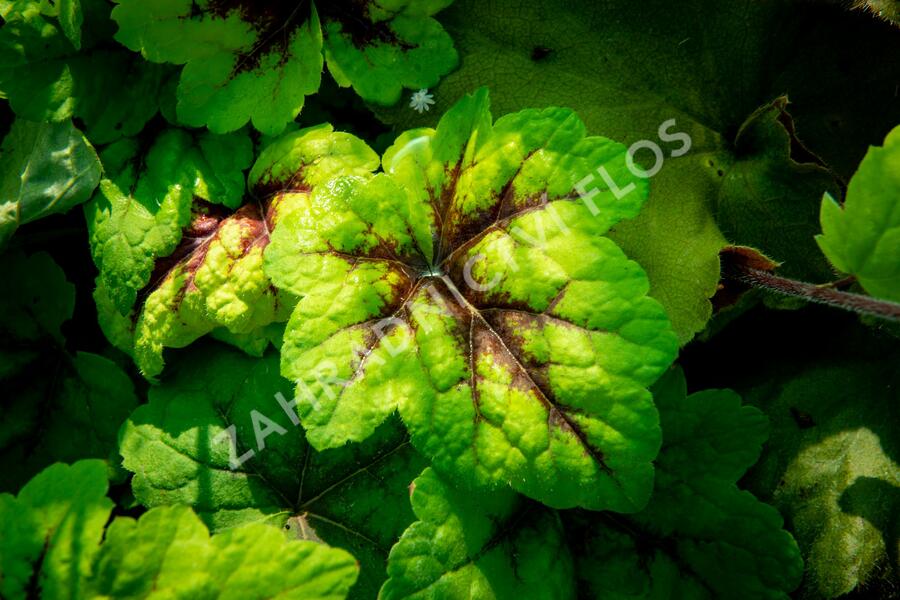 Dlužicha 'Beauty Leaves Eve' - Heuchera hybrida 'Beauty Leaves Eve'