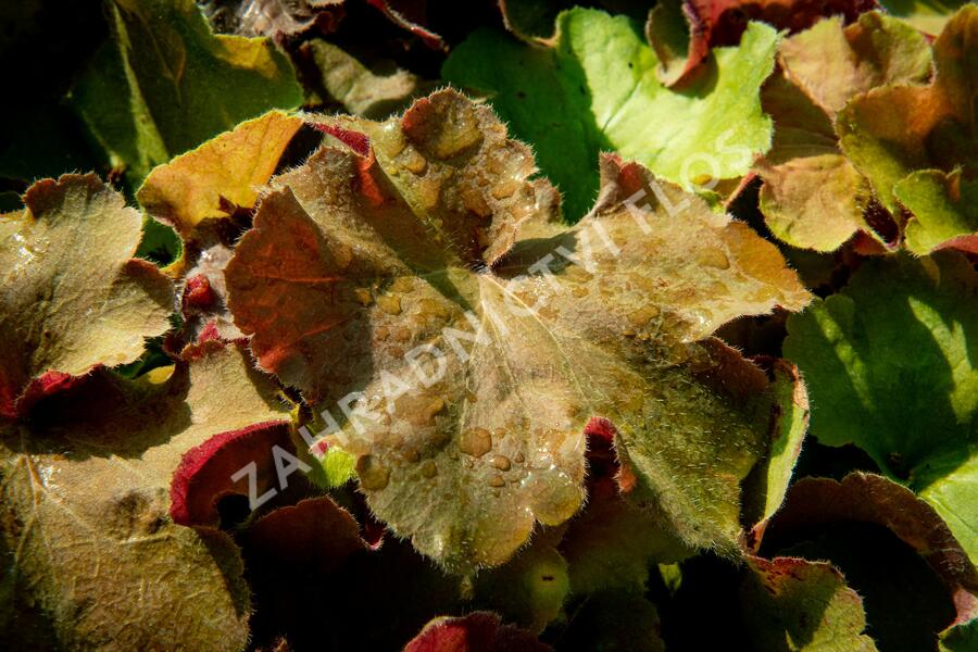 Dlužicha 'Light Brown' - Heuchera hybrida 'Light Brown'