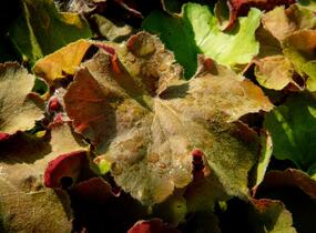 Dlužicha 'Light Brown' - Heuchera hybrida 'Light Brown'