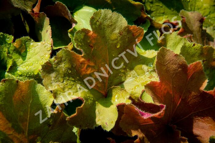 Dlužicha 'Light Brown' - Heuchera hybrida 'Light Brown'