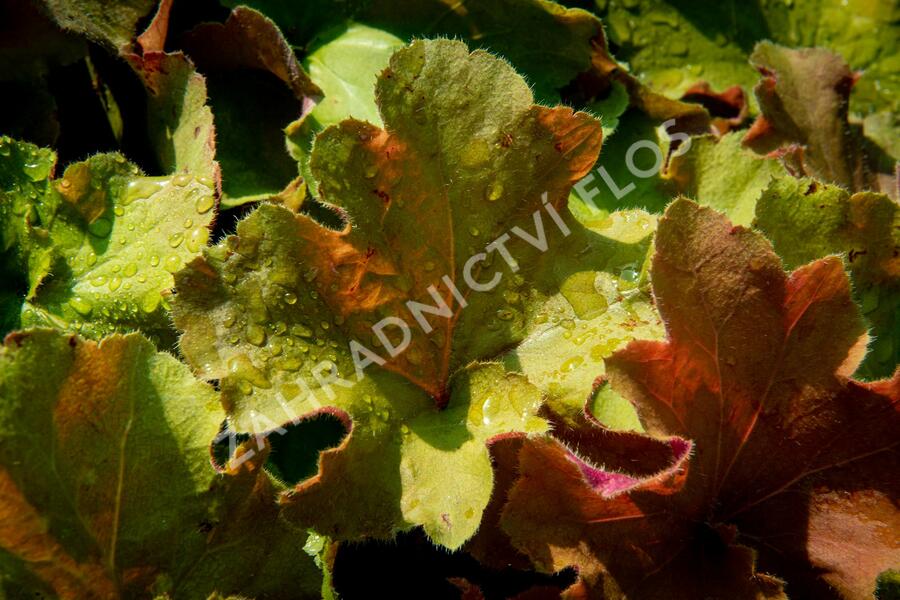 Dlužicha 'Light Brown' - Heuchera hybrida 'Light Brown'