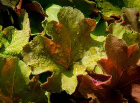 Dlužicha 'Light Brown' - Heuchera hybrida 'Light Brown'