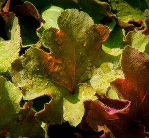 Dlužicha 'Light Brown' - Heuchera hybrida 'Light Brown'