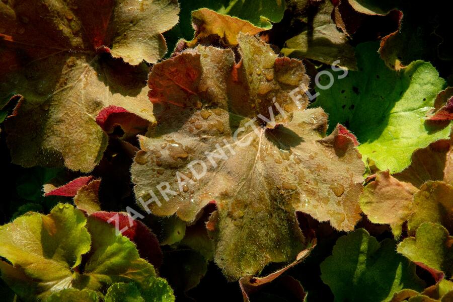 Dlužicha 'Light Brown' - Heuchera hybrida 'Light Brown'