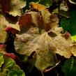 Dlužicha 'Light Brown' - Heuchera hybrida 'Light Brown'