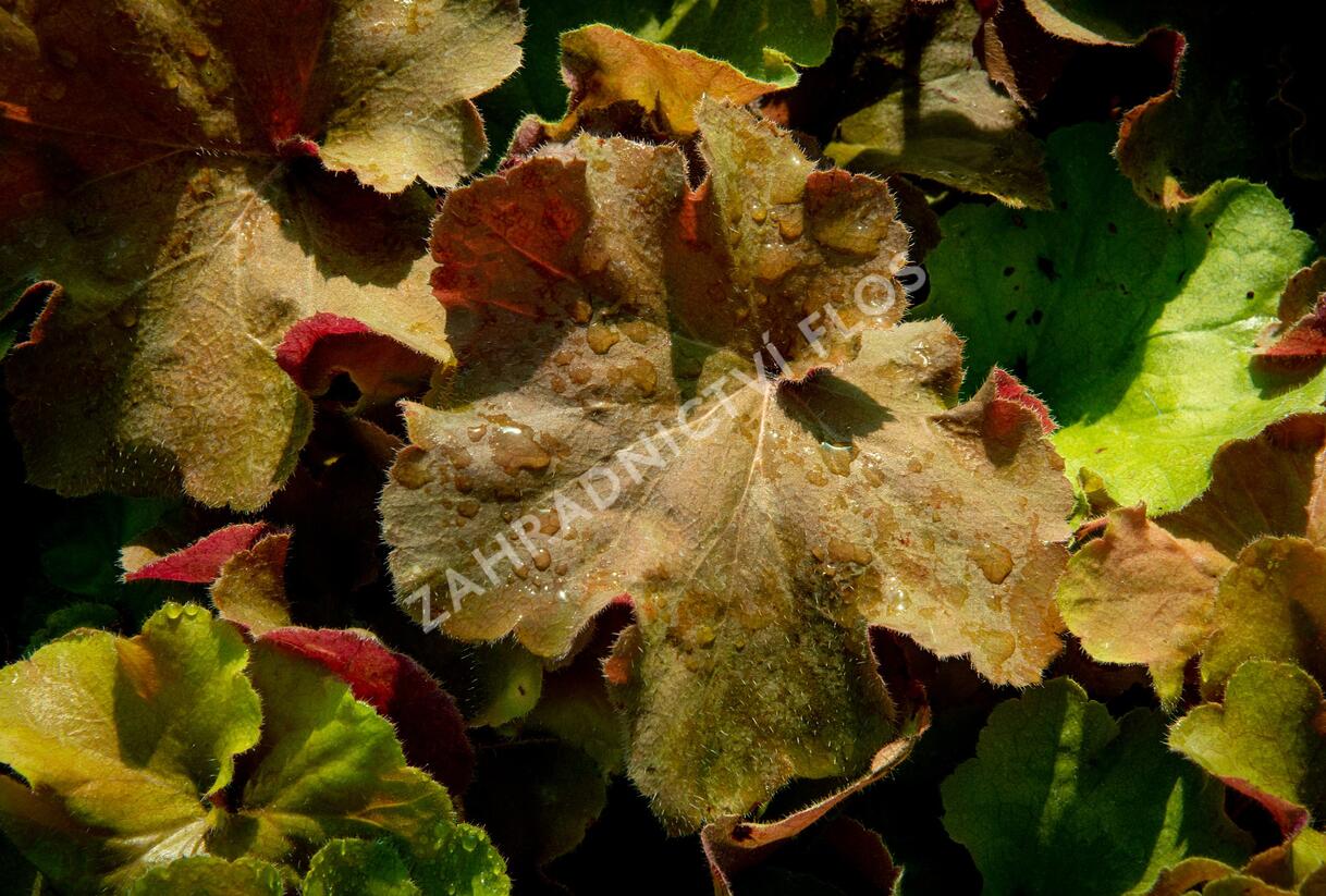Dlužicha 'Light Brown' - Heuchera hybrida 'Light Brown'