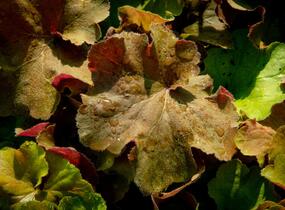 Dlužicha 'Light Brown' - Heuchera hybrida 'Light Brown'