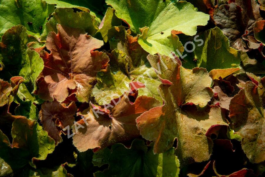 Dlužicha 'Light Brown' - Heuchera hybrida 'Light Brown'