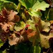 Dlužicha 'Light Brown' - Heuchera hybrida 'Light Brown'