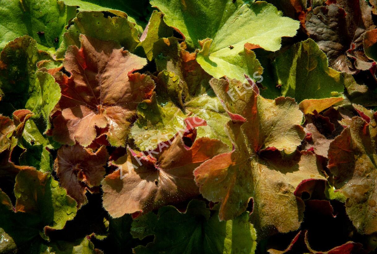 Dlužicha 'Light Brown' - Heuchera hybrida 'Light Brown'