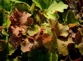 Dlužicha 'Light Brown' - Heuchera hybrida 'Light Brown'