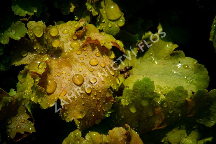 Dlužicha 'Beauty Leaves James' - Heuchera hybrida 'Beauty Leaves James'