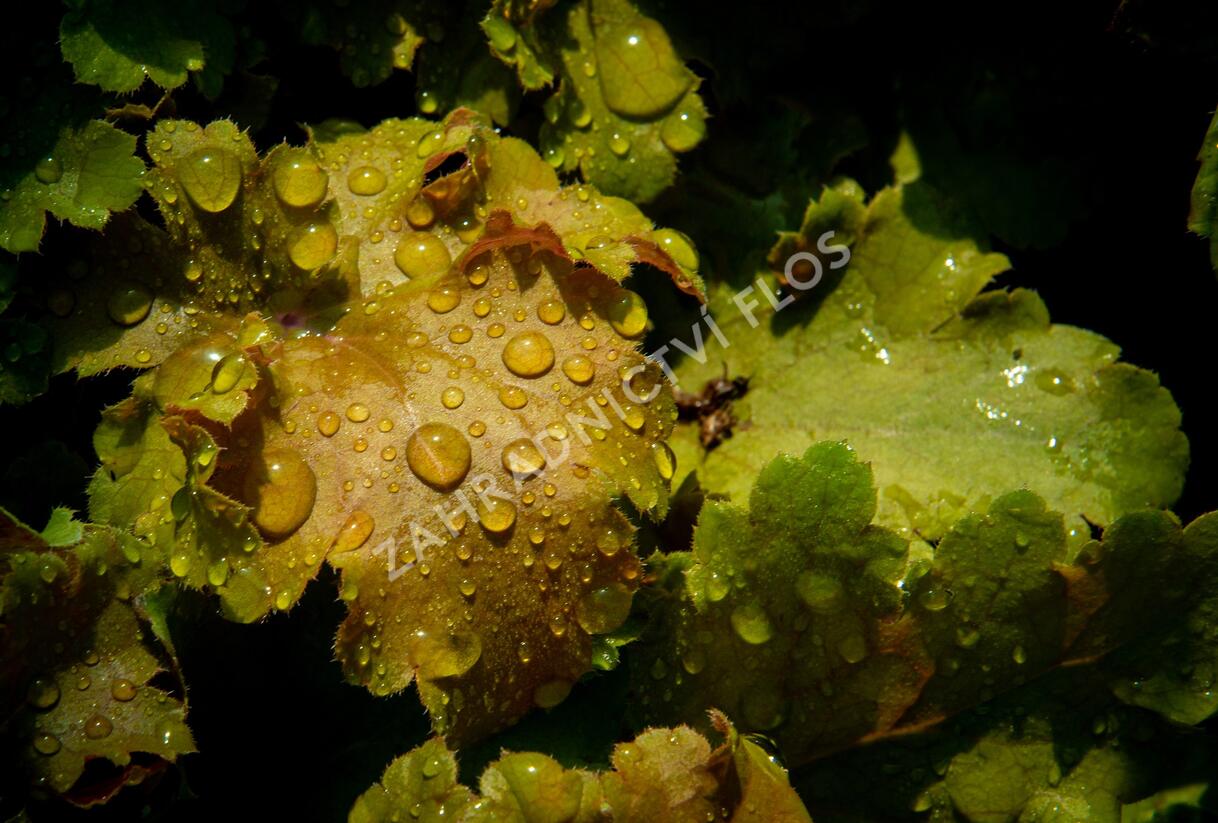 Dlužicha 'Beauty Leaves James' - Heuchera hybrida 'Beauty Leaves James'
