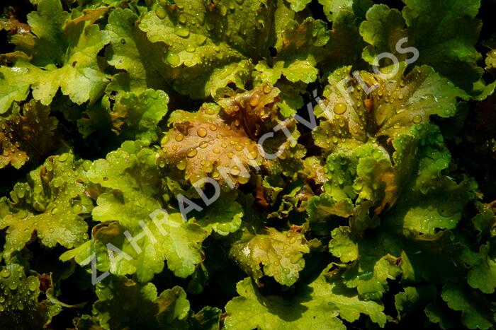 Dlužicha 'Beauty Leaves James' - Heuchera hybrida 'Beauty Leaves James'