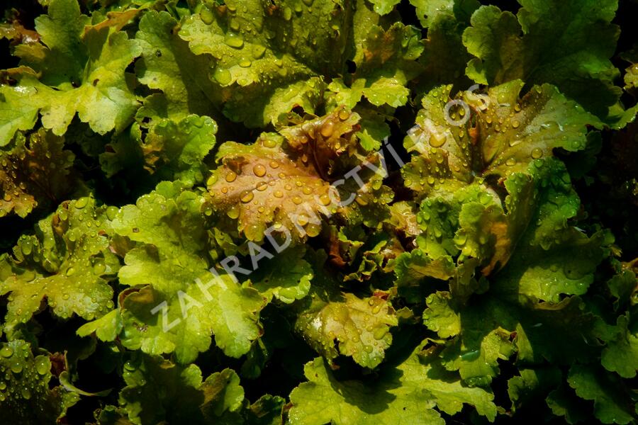 Dlužicha 'Beauty Leaves James' - Heuchera hybrida 'Beauty Leaves James'