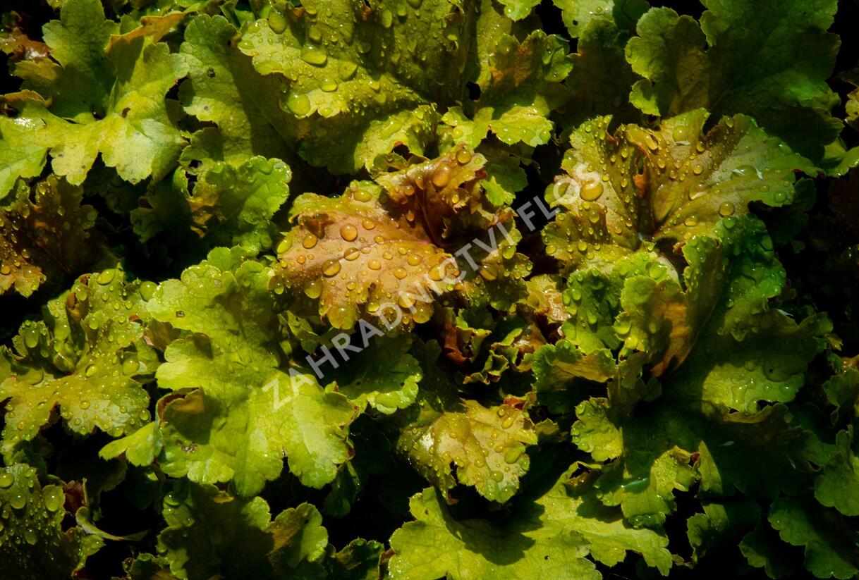 Dlužicha 'Beauty Leaves James' - Heuchera hybrida 'Beauty Leaves James'