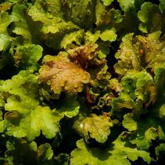 Dlužicha 'Beauty Leaves James' - Heuchera hybrida 'Beauty Leaves James'