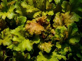 Dlužicha 'Beauty Leaves James' - Heuchera hybrida 'Beauty Leaves James'