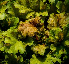 Dlužicha 'Beauty Leaves James' - Heuchera hybrida 'Beauty Leaves James'