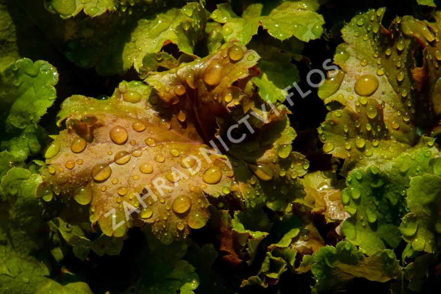 Dlužicha 'Beauty Leaves James' - Heuchera hybrida 'Beauty Leaves James'