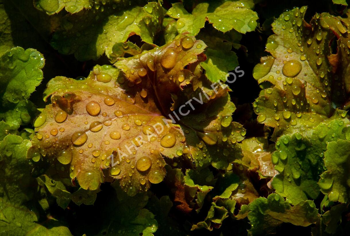 Dlužicha 'Beauty Leaves James' - Heuchera hybrida 'Beauty Leaves James'