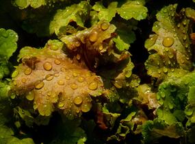 Dlužicha 'Beauty Leaves James' - Heuchera hybrida 'Beauty Leaves James'