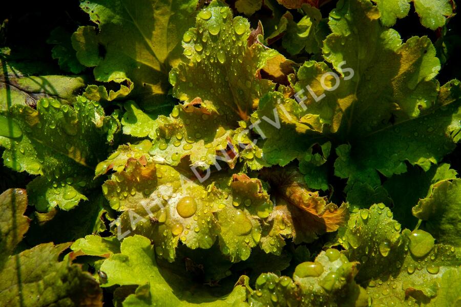 Dlužicha 'Beauty Leaves James' - Heuchera hybrida 'Beauty Leaves James'