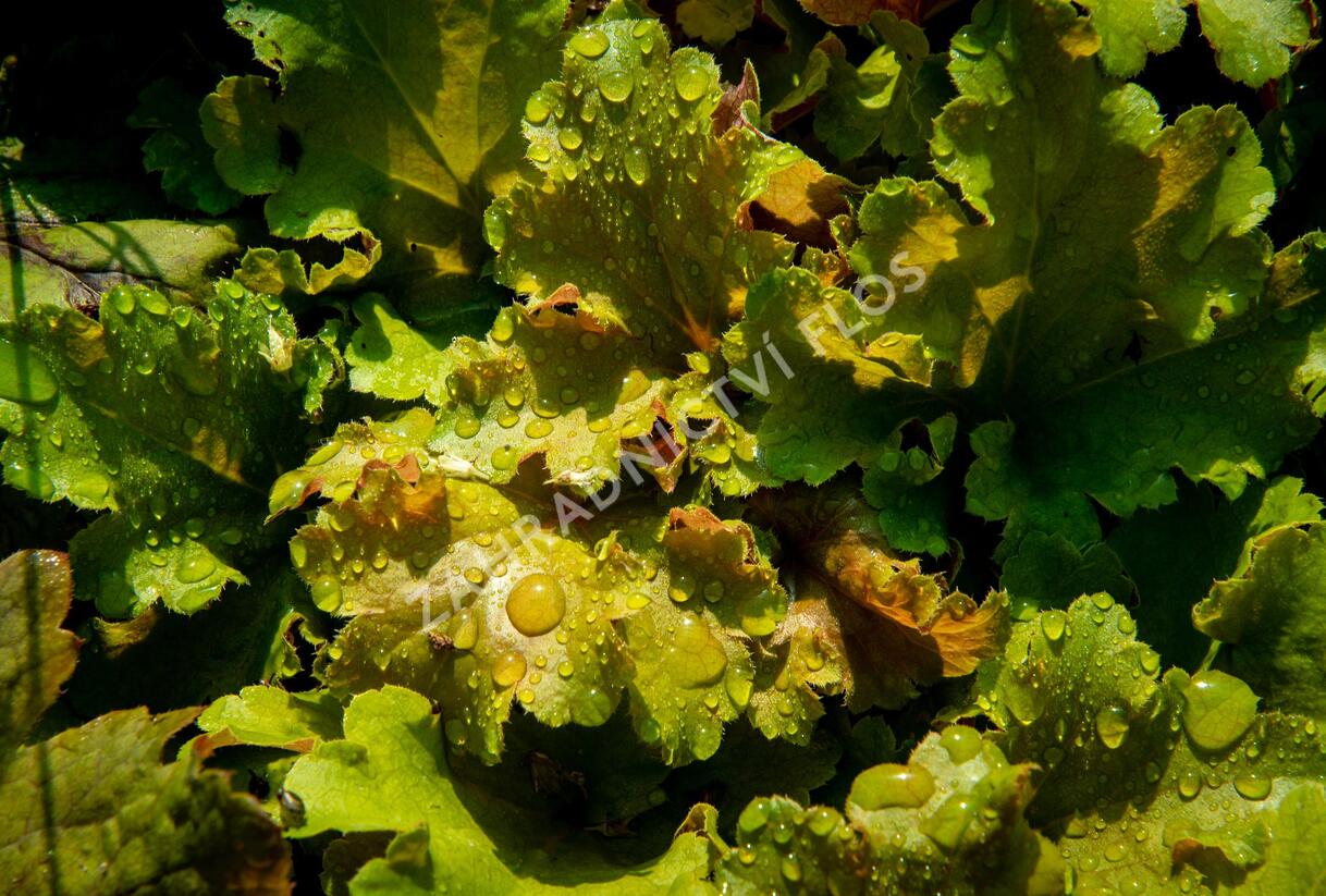 Dlužicha 'Beauty Leaves James' - Heuchera hybrida 'Beauty Leaves James'