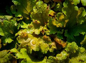 Dlužicha 'Beauty Leaves James' - Heuchera hybrida 'Beauty Leaves James'