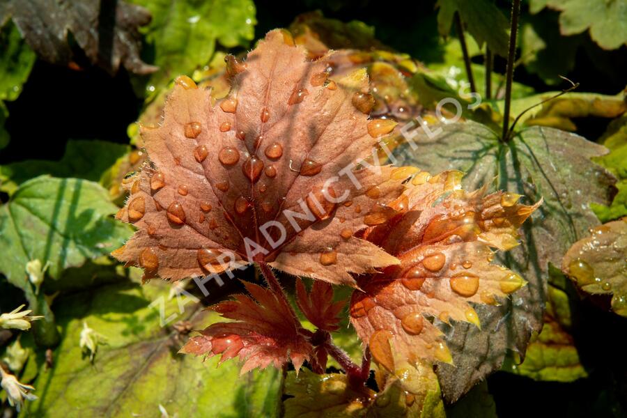 Dlužela 'Beauty Leaves Vince' - Heucherella hybrida 'Beauty Leaves Vince'
