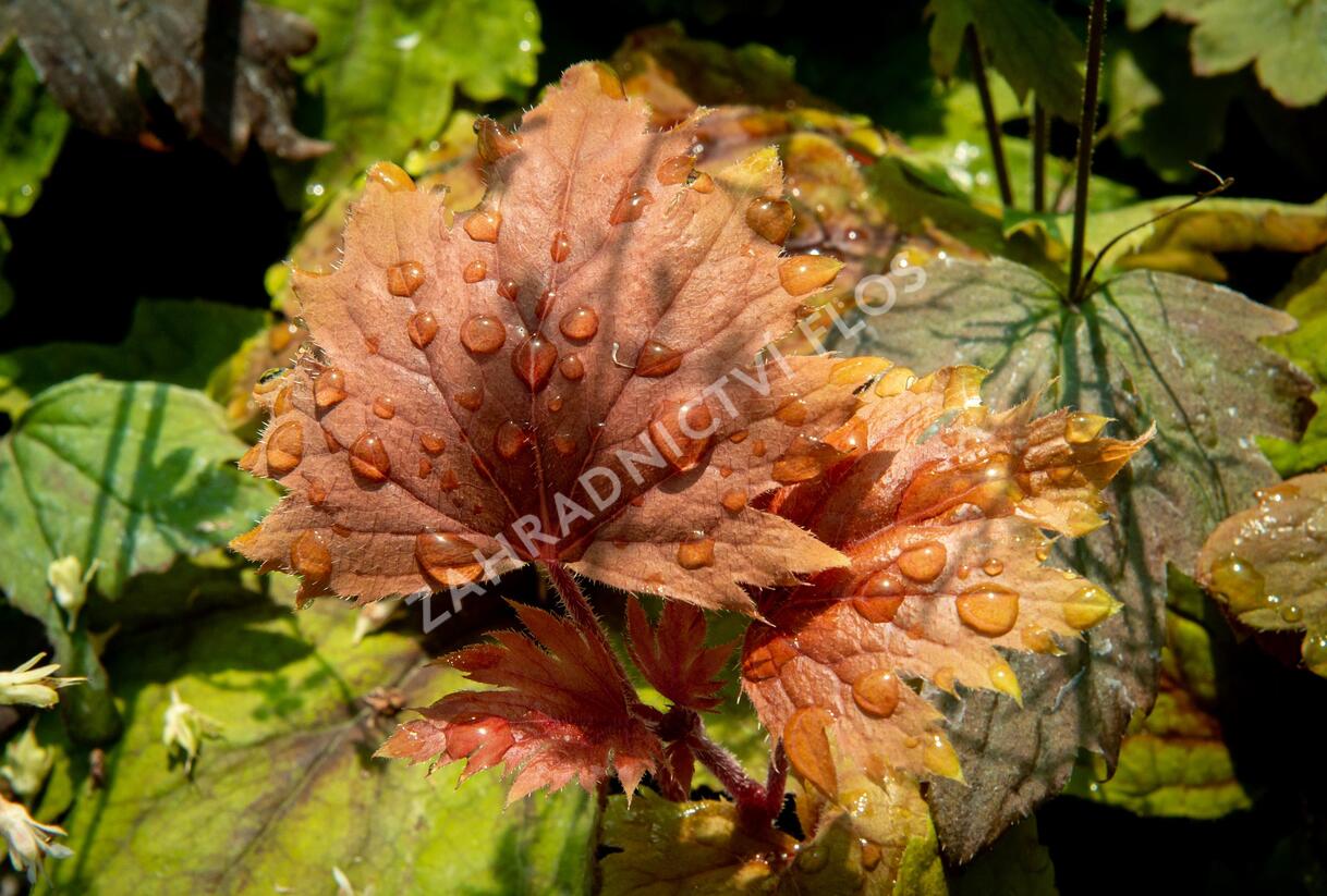 Dlužela 'Beauty Leaves Vince' - Heucherella hybrida 'Beauty Leaves Vince'