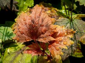 Dlužela 'Beauty Leaves Vince' - Heucherella hybrida 'Beauty Leaves Vince'