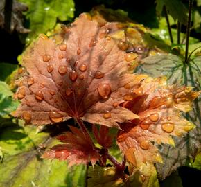 Dlužela 'Beauty Leaves Vince' - Heucherella hybrida 'Beauty Leaves Vince'