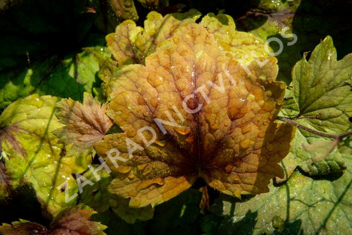 Dlužela 'Beauty Leaves Vince' - Heucherella hybrida 'Beauty Leaves Vince'