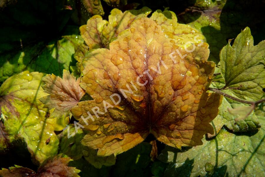 Dlužela 'Beauty Leaves Vince' - Heucherella hybrida 'Beauty Leaves Vince'