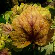 Dlužela 'Beauty Leaves Vince' - Heucherella hybrida 'Beauty Leaves Vince'