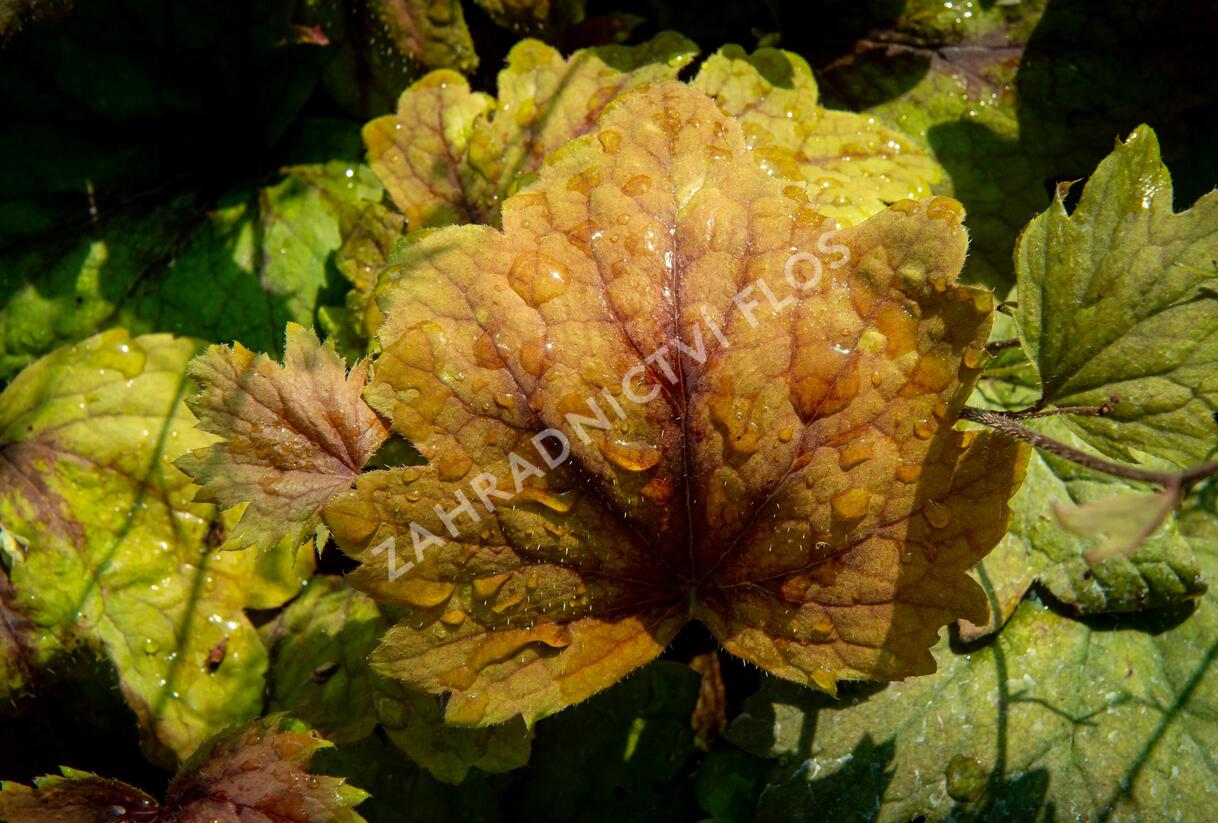 Dlužela 'Beauty Leaves Vince' - Heucherella hybrida 'Beauty Leaves Vince'